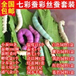 蚕宝宝学生养蚕套装蚕卵蚕种幼蚕大蚕龄送新鲜桑叶彩色白幼蚕