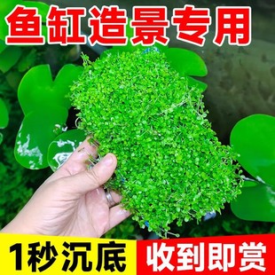 Japanese Dwarf Pearl Plant for Aquarium Landscaping and Water Purification