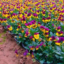 �ͺ���ɫ���������^���������Ա��趬���^�p�{ɫ���̨ͥԺ�b�