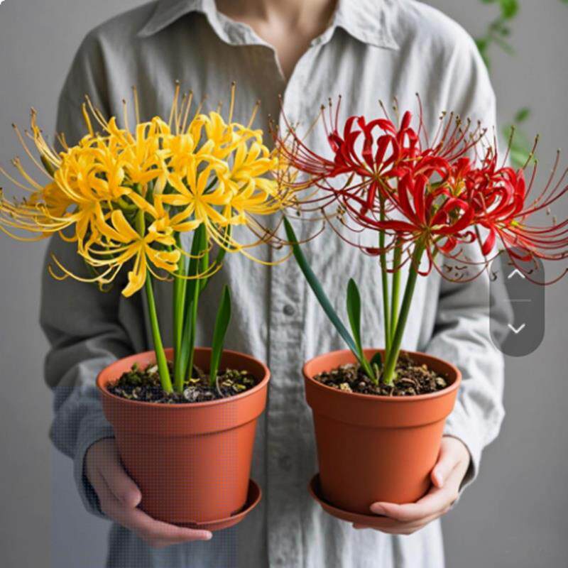 彼岸花种球曼珠沙华盆栽红花换锦石蒜大种球阳台花卉四季种植开花
