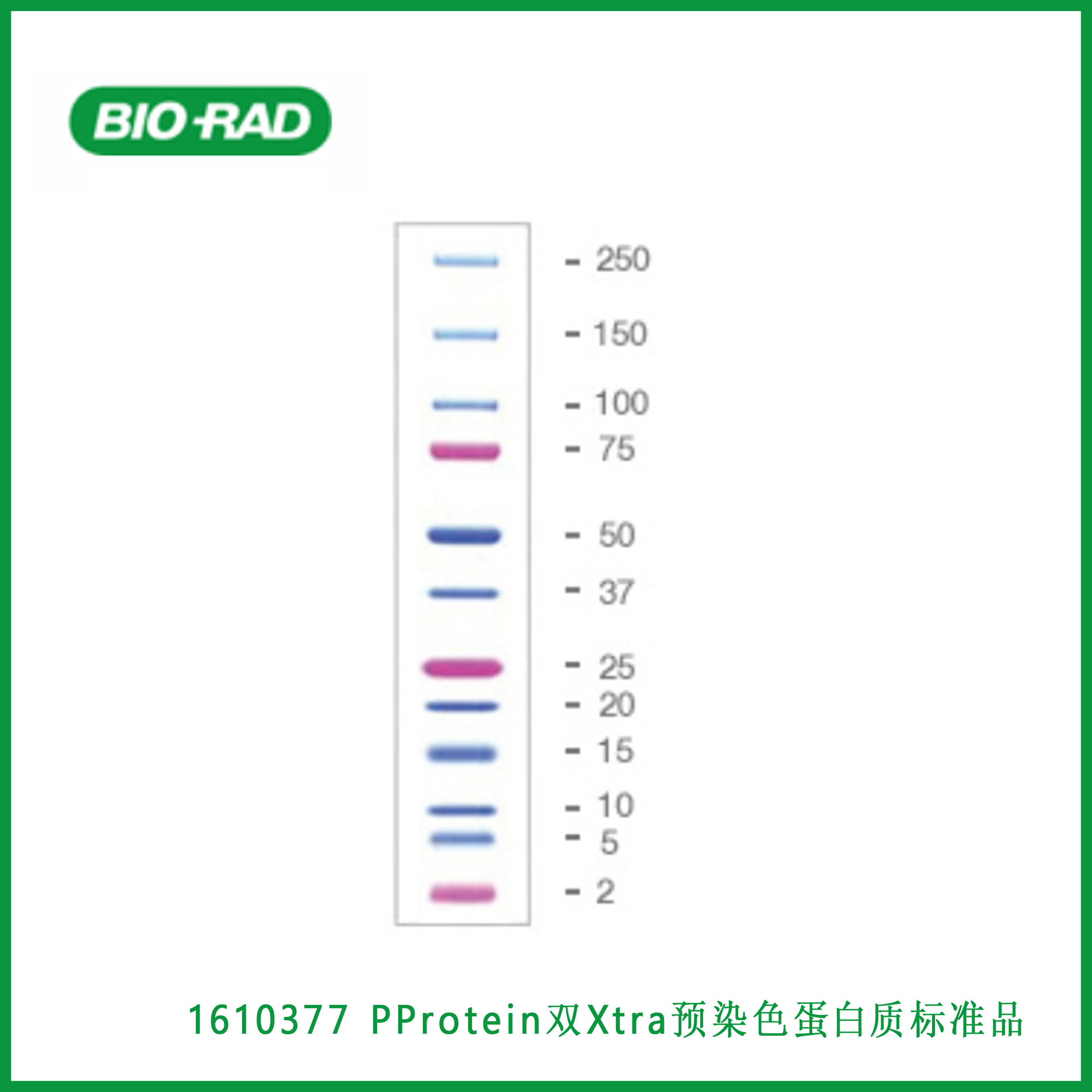 伯乐Bio-Rad 1610377 Precision Plus Protein™ Dual Xtra Prest