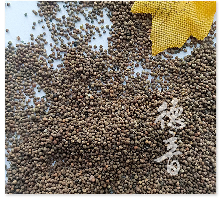 Perilla Seed Zi Su Zi 500g Dried Fructus Perillae Culinary Herb from Hebei key features