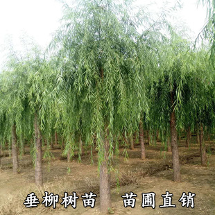 ������ͥԺ��·ռ�ؾG����ľ��Ƥ�����S������z����������С����