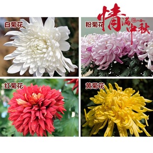 һ�����l���Ծջ��玧������վ��¾��ͺ�ͥԺ�Gֲ�ļ��_�����˾�