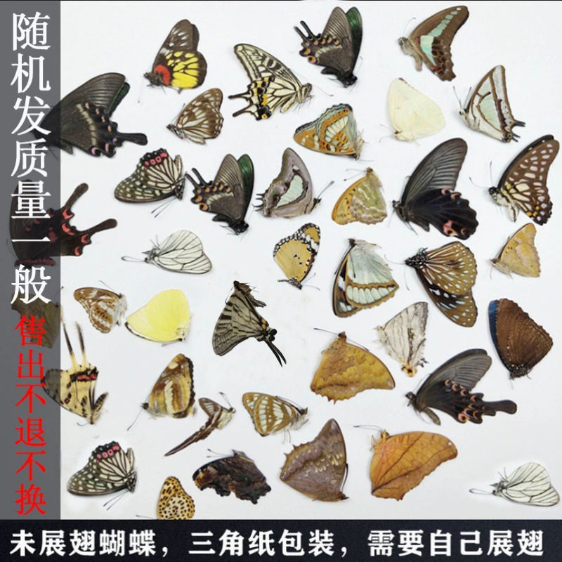 Образец бабочки, настоящий образец бабочки без крыльев, угловая сумка, упаковка, учебные пособия по науке, новая бабочка, оригинальная бабочка без крыльев, бабочка