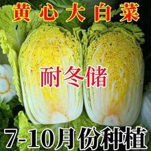 黄心大白菜种子秋播籽北方冬储菜种耐寒秋冬季蔬菜鸡蛋黄心大白菜