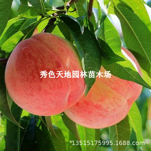 ����ˮ���Ҙ���޽Ӽt��¶�Ҙ����x�����Ե����ϱ����ļ��Nֲ����