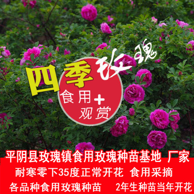 Three years Seedlings Four Seasons Rose edible rose Sapling rose Scenery engineering Lengxiang rose green
