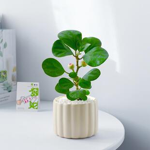 Small Bodhi Tree Potted Plant for Indoor Living Room Display, Zen Green Plant with Fruits, Flower and Fruit Plant Bonsai Micro Landscape