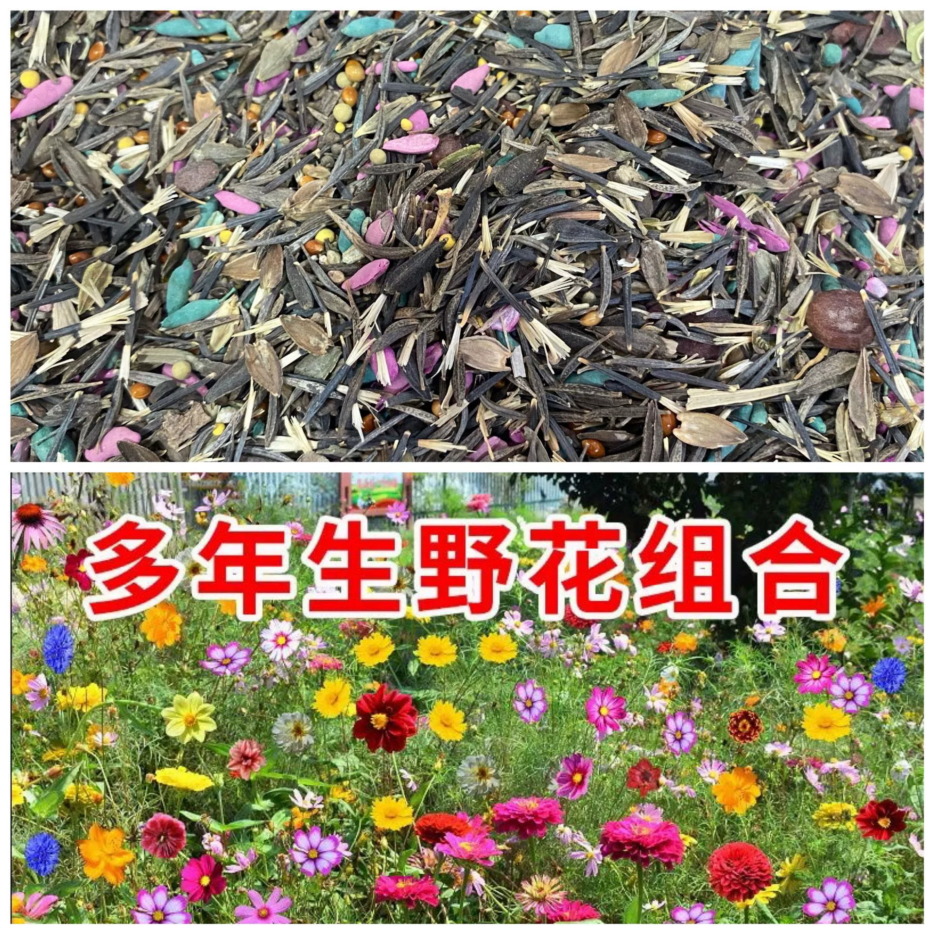 Семена смеси лесных цветов №1 распускаются круглый год, устойчивы к холоду и засухе, разноцветные и легко выращиваются в саду и на открытом воздухе.