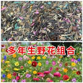 1号野花组合种子花种籽子一年四季开花耐寒耐旱七彩易活庭院室外