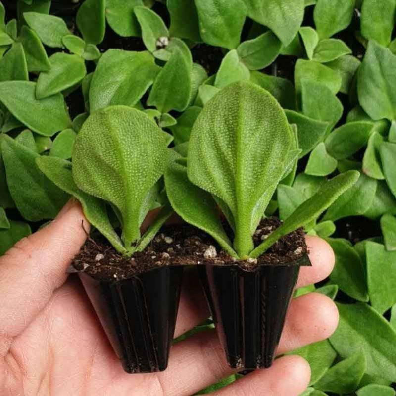 Crystal Ice Plant Seedlings, Ice Grass Seedlings, Ice Plant Seeds with Soil Balls, Four-Season Vegetable Potted Plants, Balcony Vegetable Seedlings Wholesale