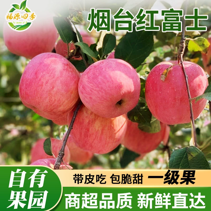 Годовое снабжение красными яблоками Fuji Shandong Yantai Qixia, свежими сезонными фруктами, оптовая продажа, бесплатная доставка, дропшиппинг