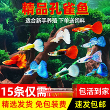 ��ȸ�~���N�Pβ�^�p�~С�͟Ꭷ�~����ˮ���B���~С�~̥���~��