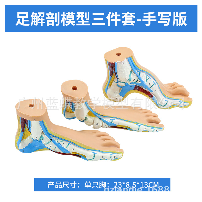 ��ѧ�����������ƽ�㹭����߹��� �㹭�㲿����������ʽ�ģ��