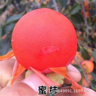 ���l�ձ����������Ә� ����Y��Ƥ��֭�� �ڸк� �޽�ĥ�P���Ә�