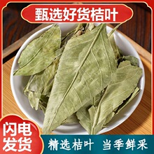 桔叶橘叶中药材新鲜干橘子叶桔叶桔子叶青桔叶柑橘叶橘叶茶可打粉