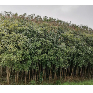 ���ϻ������l��𵤹��y�𹤳�ͥԺ�L���G�����d�����U