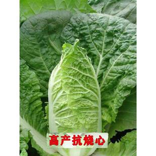 9kg Chinese Cabbage Seeds Shandong Cabbage Seeds Are Sown in Winter for All Seasons, Chinese Cabbage Disease-Resistant and High-Yielding Vegetable Cabbage Seeds