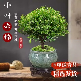 С�~��������Ϙ��辰��ֲ�ﻨ��΢���^ˮ���k���҃Ⱥ��B�ļ�����