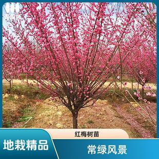 ÷���������ͥԺԭ���t÷���~÷�@�־G���L��������÷�t���ɰ÷