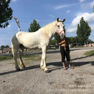 �鼆�����R ���^�T�˰�ɫ���Rһƥ���������B�R��