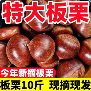 2026板栗生新鲜当季现摘燕山板栗大标板栗老树10斤装香甜软糯
