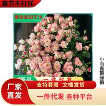 һ�����l���������¼�Ǥ�廨���ش�õ�廨�������ļ��_��