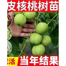 ���Ҙ���缈Ƥ��Ƥ��8518������������ҹ��������Ҽ޽ӹ�����