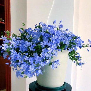 Blue Snowflake Potted Plant with Buds, Large Seedlings, Climbing Plants, Indoor Balcony, Blooms in All Seasons, Is Cold-Resistant and Easy to Maintain