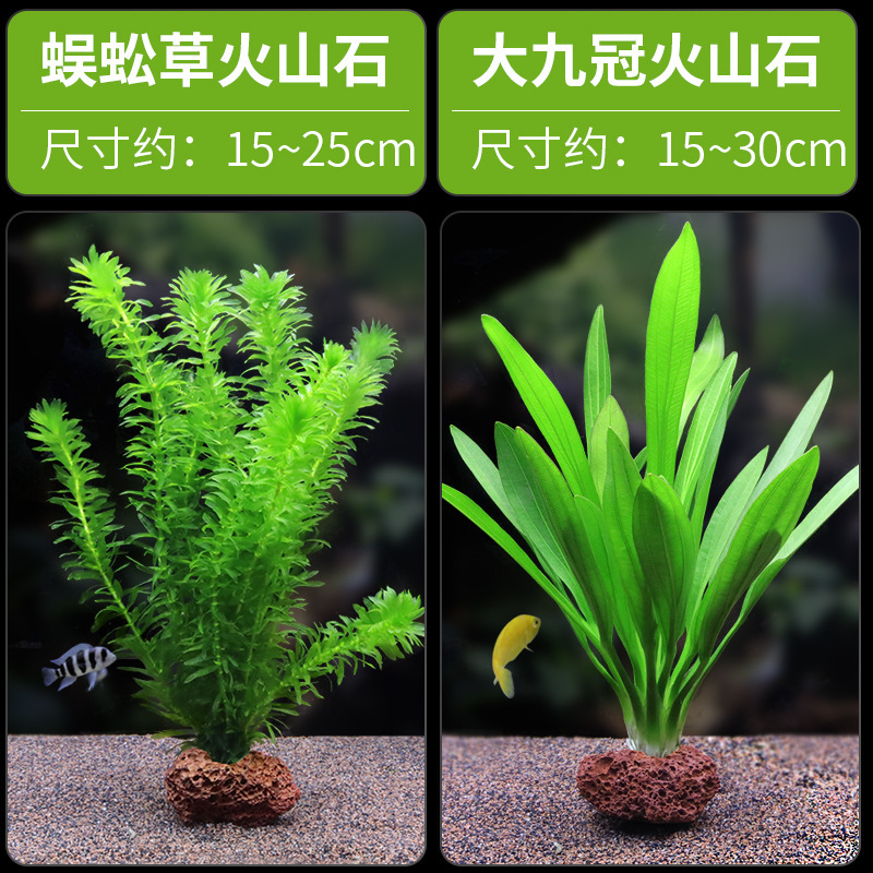 水槽造園パッケージ、水ヤシ、沈木、本物の水、淡水、無土壌植物、酸素化、低パール|undefined