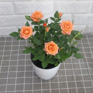 ���������l؛]����õ�廨�������ļ��_��������B�ʯõ��С�¼�