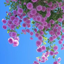 �����Nޱ���N�����ļ����N�_���¼��ʾ�õ�廨������ͥԺ���ܷN��