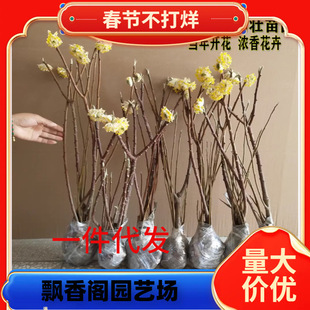 һ�����l�Y�㻨�煲���Y������ͺ�����ֲ��ͥԺ�e������ϲ����Y