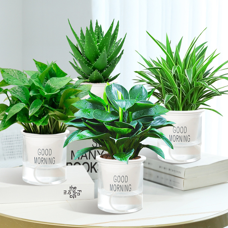 골든 다이아몬드 + 거미 식물 + 포토스 + 알로에 베라 + 굿모닝 대야 4개 + 영양액