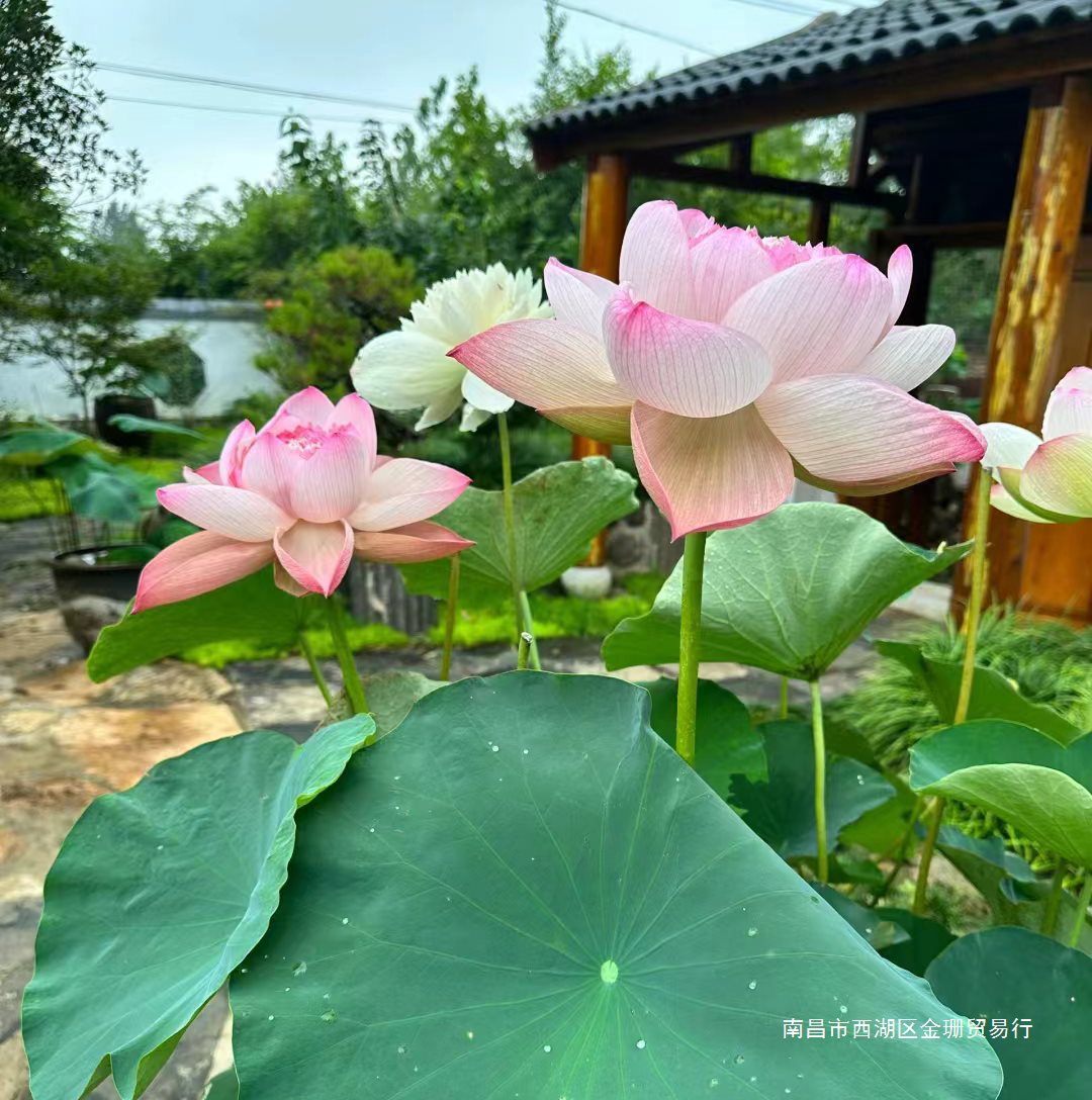 荷花种根苗盆栽池塘水养观赏荷花种藕苗碗莲花种籽子水培植物好养