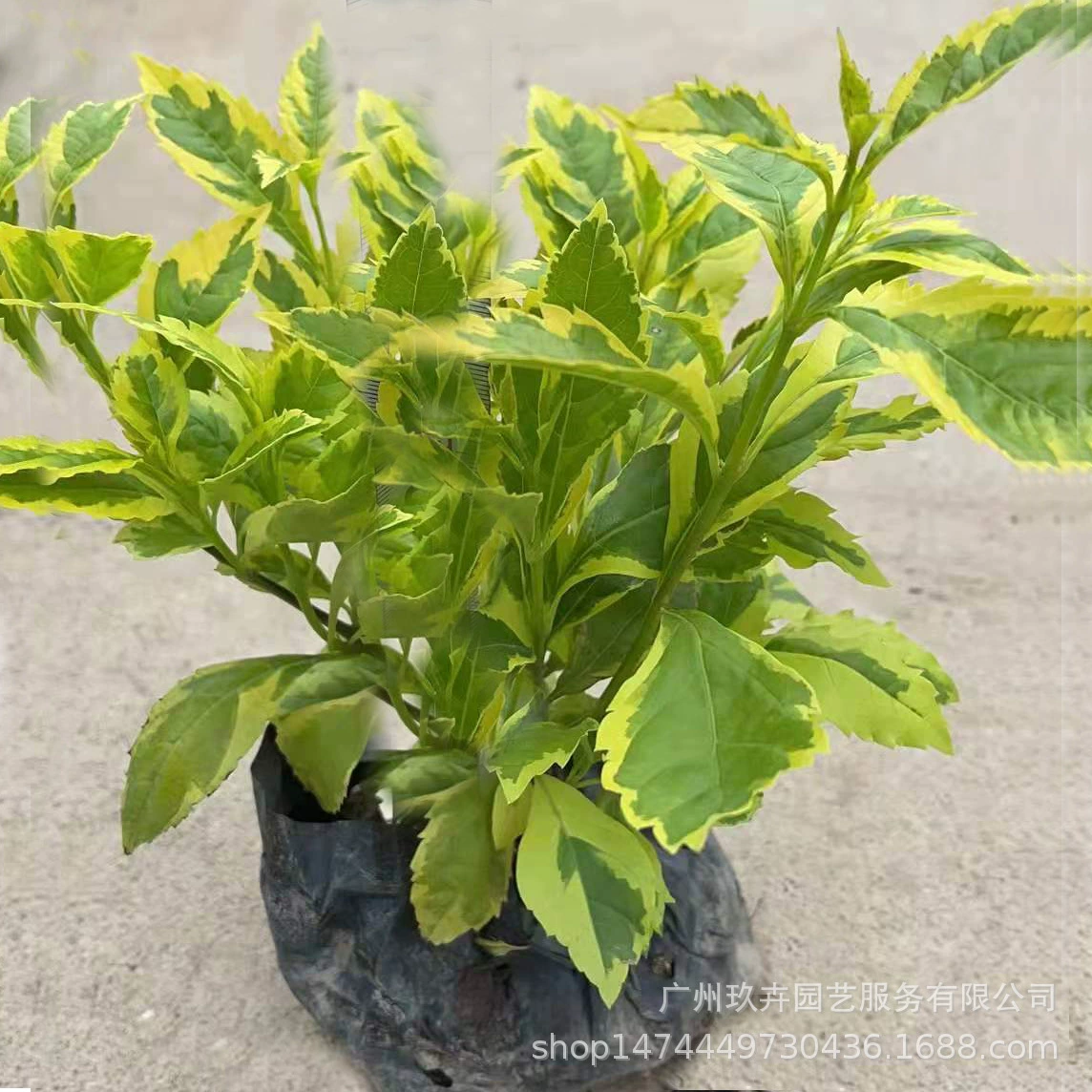 Золотой лист накладная форзия декоративная цветок листва растение молоть рассады в горшке Пейзаж Зеленая очистка Воздух