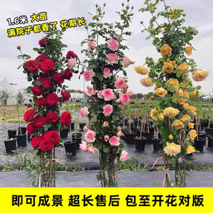 �Nޱ�����ٱ��¼��󻨝���ͥԺ�ļ��_������ֲ�ﻨ�������̨õ��