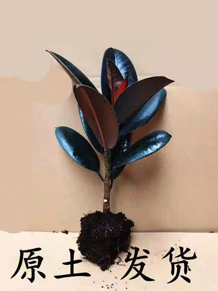 Черный Кинг-Конг Кастилиновое дерево в горшках Цветочные растения Крытая гостиная Очистка воздуха