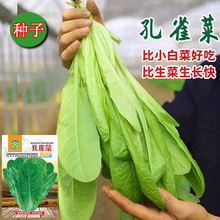 ���ڿ�ȸ�˷N���_�Rֱ�������яS��ֱ�N���l�ļ����N�˷N�Ӵ�ȫ