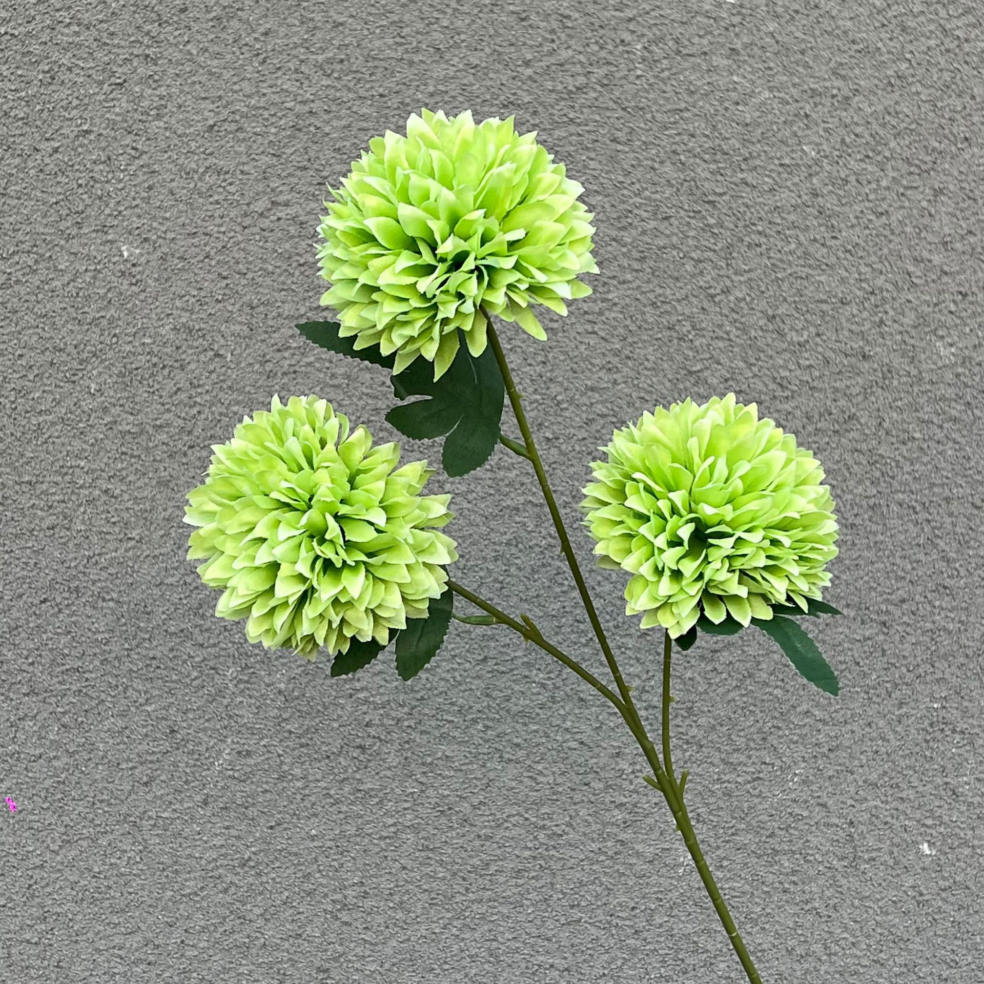 3 Fork Dandelion Green Plus