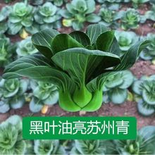 �K����С�Ͳ˷N���Ϻ����߲����ļ������Nֲ��˷N�����Դ���