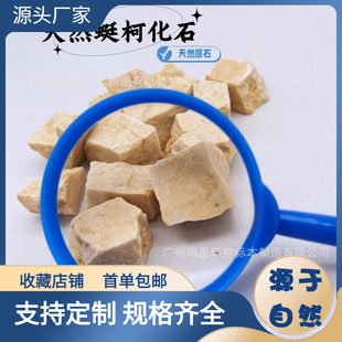 Natural Paleontological Fly Kehua Stone Dinosaur Archaeology Animal and Plant Specimen Marine Teaching Ornaments Sponge Animals