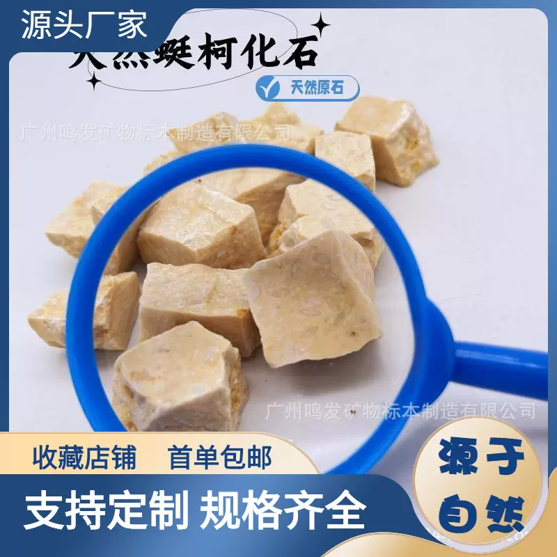 天然古生物蜓柯化石 恐龙考古动植物标本海洋教学摆件海绵动物