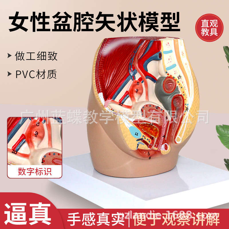 Ů����ֳϵͳʸ״����ģ�� Ů�������ӹ� ��ǻʸ״����ģ�� 1����