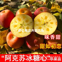 新品种新疆阿克苏冰糖心苹果树苗嫁接苗特大苹果苗盆栽地栽南方北