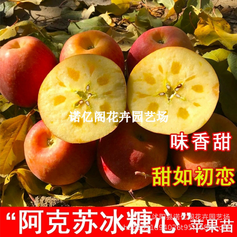 新品种新疆阿克苏冰糖心苹果树苗嫁接苗特大苹果苗盆栽地栽南方北