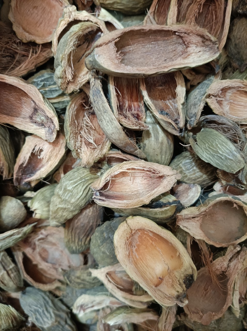Da Fu Pi (Areca catechu Pericarp) — Dried Food Herb for Tea & Soup overview