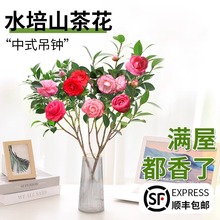 ˮ��ɽ�軨���Ԙ���ˮ�B�ļ��_����ֲ���r�л��������҃Ⱥ��B�Gֲ