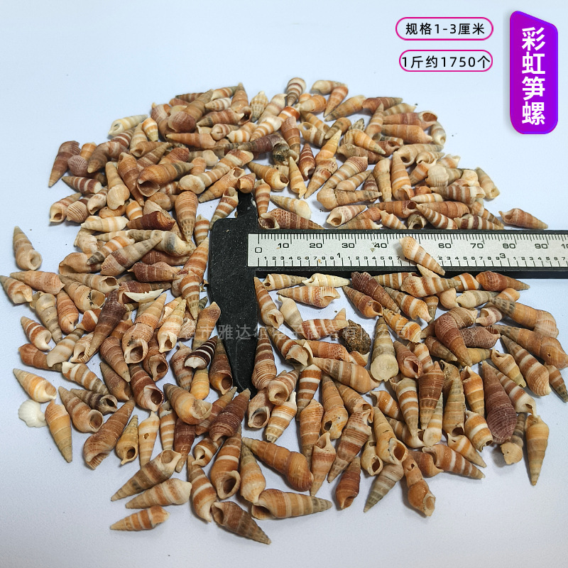 貝殻と法螺貝 1～2cmをポンド単位で販売、貝殻と砂を混ぜて手作りのDIYテーブルを製作、ドリフトボトルを製作|undefined